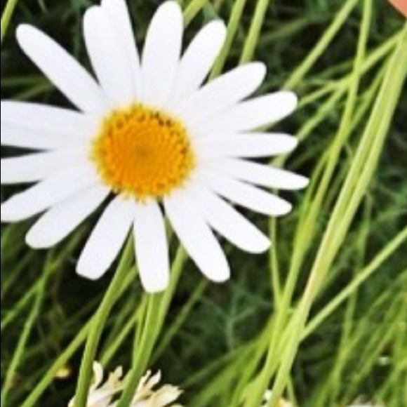 suzierafla
